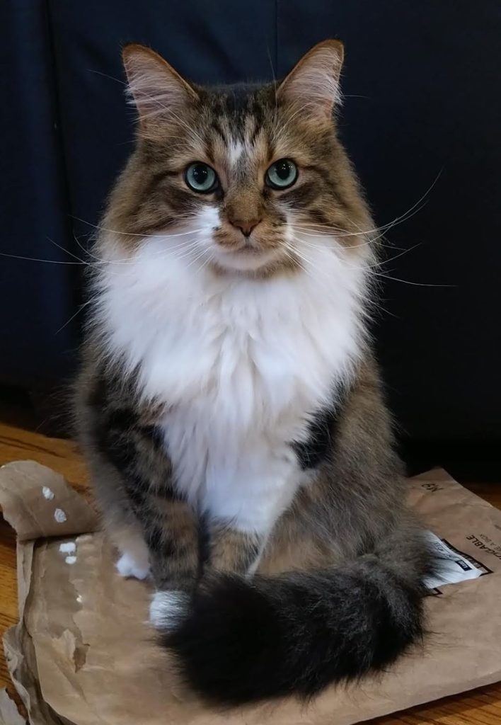 Norwegian Forest Cat sitting on an envelope